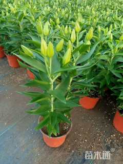 高度40厘米百合