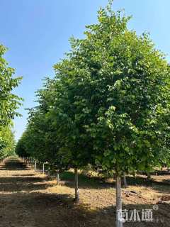 9公分欧洲小叶椴