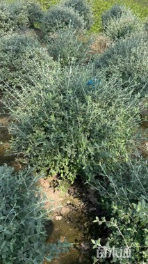 高度50厘米灌从石蚕