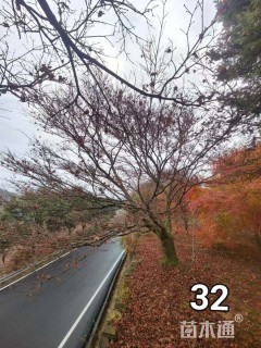 原生苗中国红枫