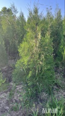 高度160厘米侧柏