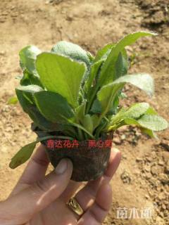 高度15厘米黑心菊