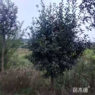 18公分红叶石楠