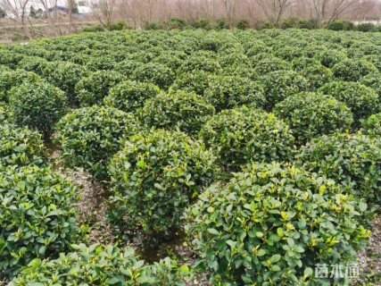 冠幅100厘米大叶黄杨球