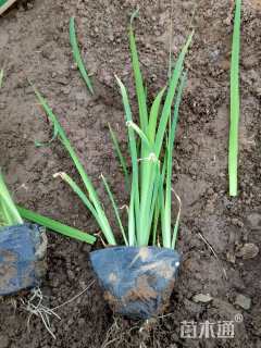 高度25厘米水生鸢尾