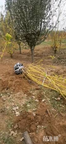 高度200厘米丛生金枝槐