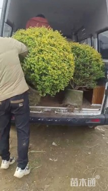 冠幅80厘米亮晶女贞球