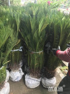 裸干高30厘米苏铁
