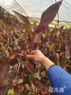 高度30厘米美人蕉