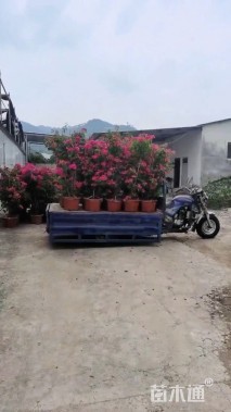 高度120厘米三角梅