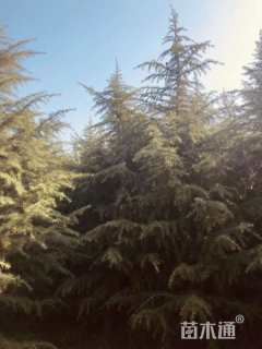 高度700厘米雪松