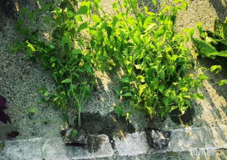 高度40厘米棣棠