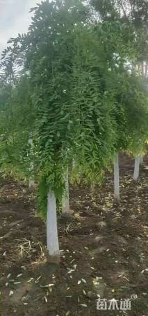 10公分金枝垂槐