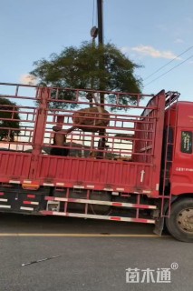 高度180厘米羽毛枫