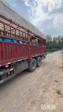 高度13厘米福禄考