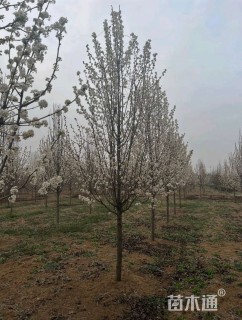 12公分彩叶豆梨