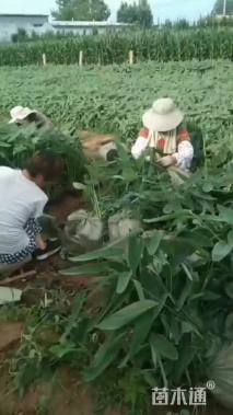 高度35厘米再力花