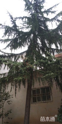 高度900厘米雪松