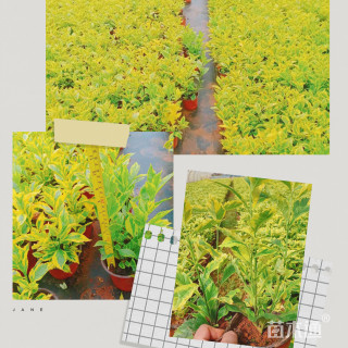 高度30厘米金叶假连翘