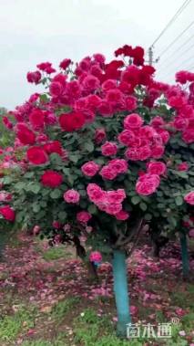 高度150厘米月季