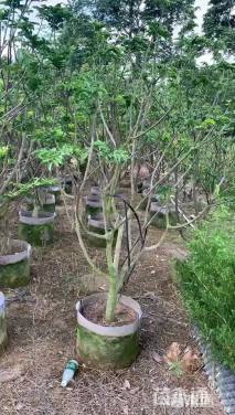 高度250厘米黄皮