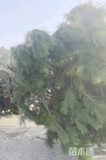 高度1000厘米雪松