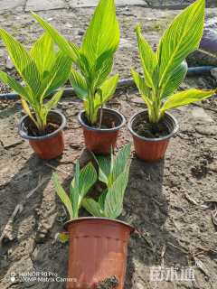 高度40厘米花叶美人蕉