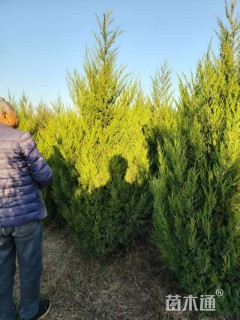 高度250厘米塔柏