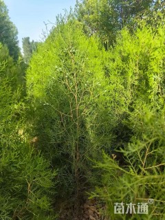 高度50厘米侧柏