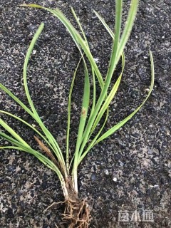 高度25厘米花叶麦冬