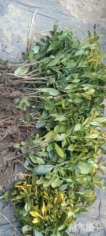 高度50厘米海桐小苗