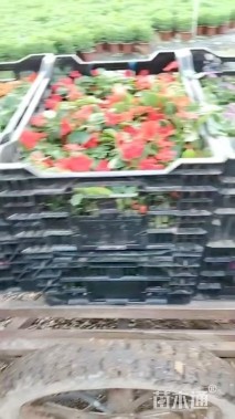 高度10厘米凤仙花