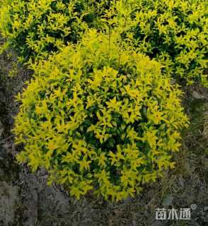 高度60厘米黄金枸骨