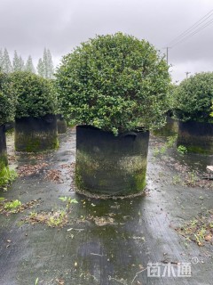 高度60厘米龟甲冬青
