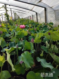 高度50厘米荷花