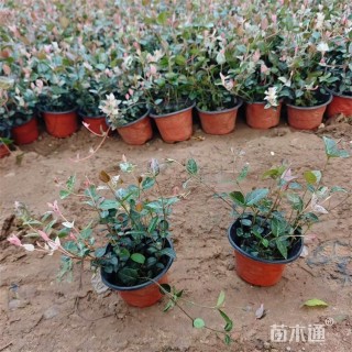 55厘米花叶络石