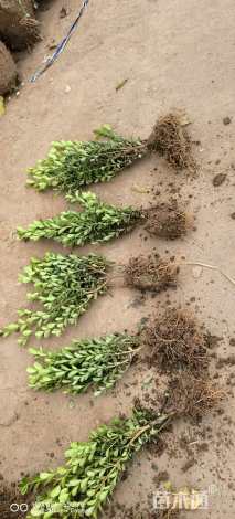 冠幅20厘米小叶黄杨球