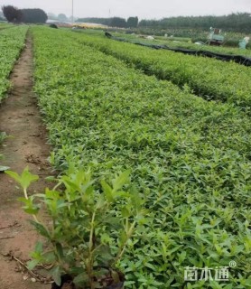高度20厘米千屈菜