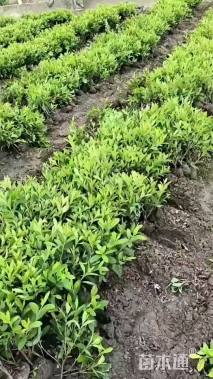 高度30厘米毛鹃