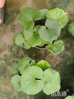 高度25厘米大吴风草