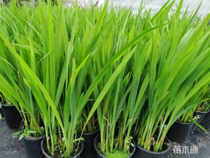 高度40厘米火星花