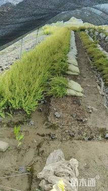 高度40厘米小丑火棘