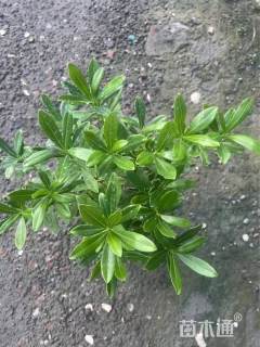 高度35厘米金边瑞香