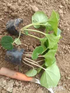 高度15厘米大吴风草