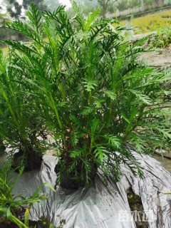 高度30厘米黄金菊