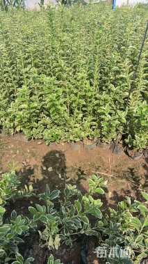 高度20厘米金边黄杨