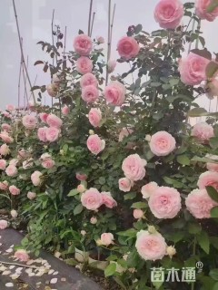 100厘米藤本月季