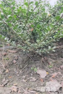 高度35厘米龟甲冬青