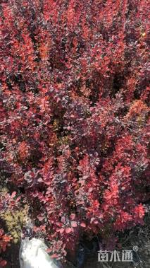 高度30厘米红叶小檗