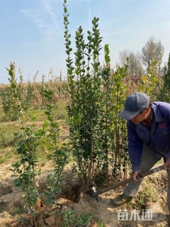 高度160厘米北海道黄杨